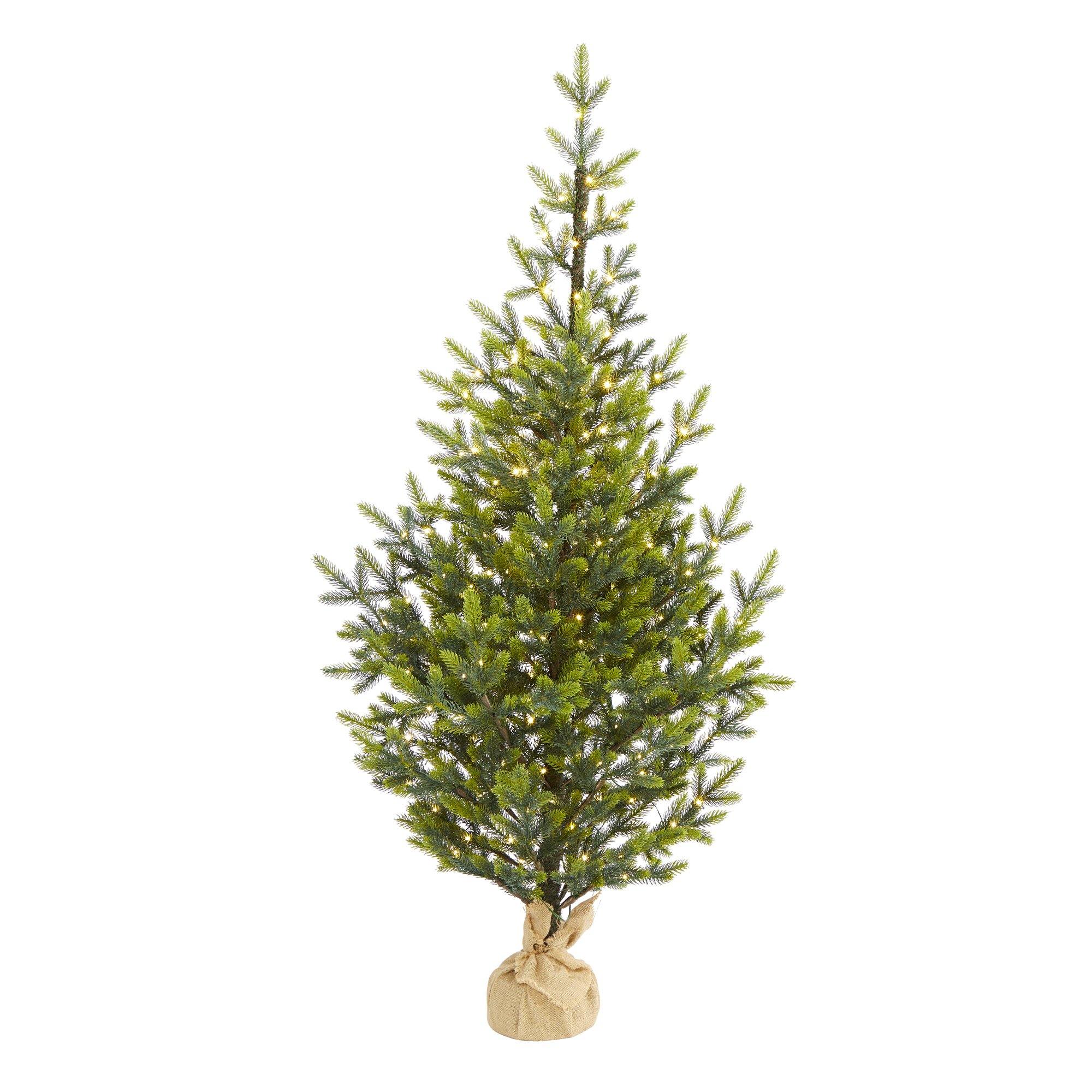 Fraser Fir | Wholesale Christmas Trees