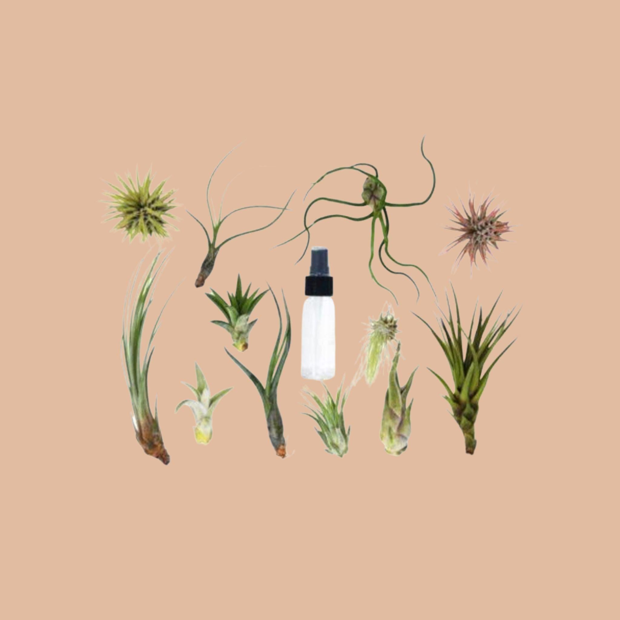 Spray Bottle : Glass Plant Shop