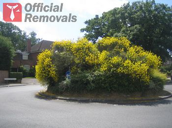 Gardening in Hampstead