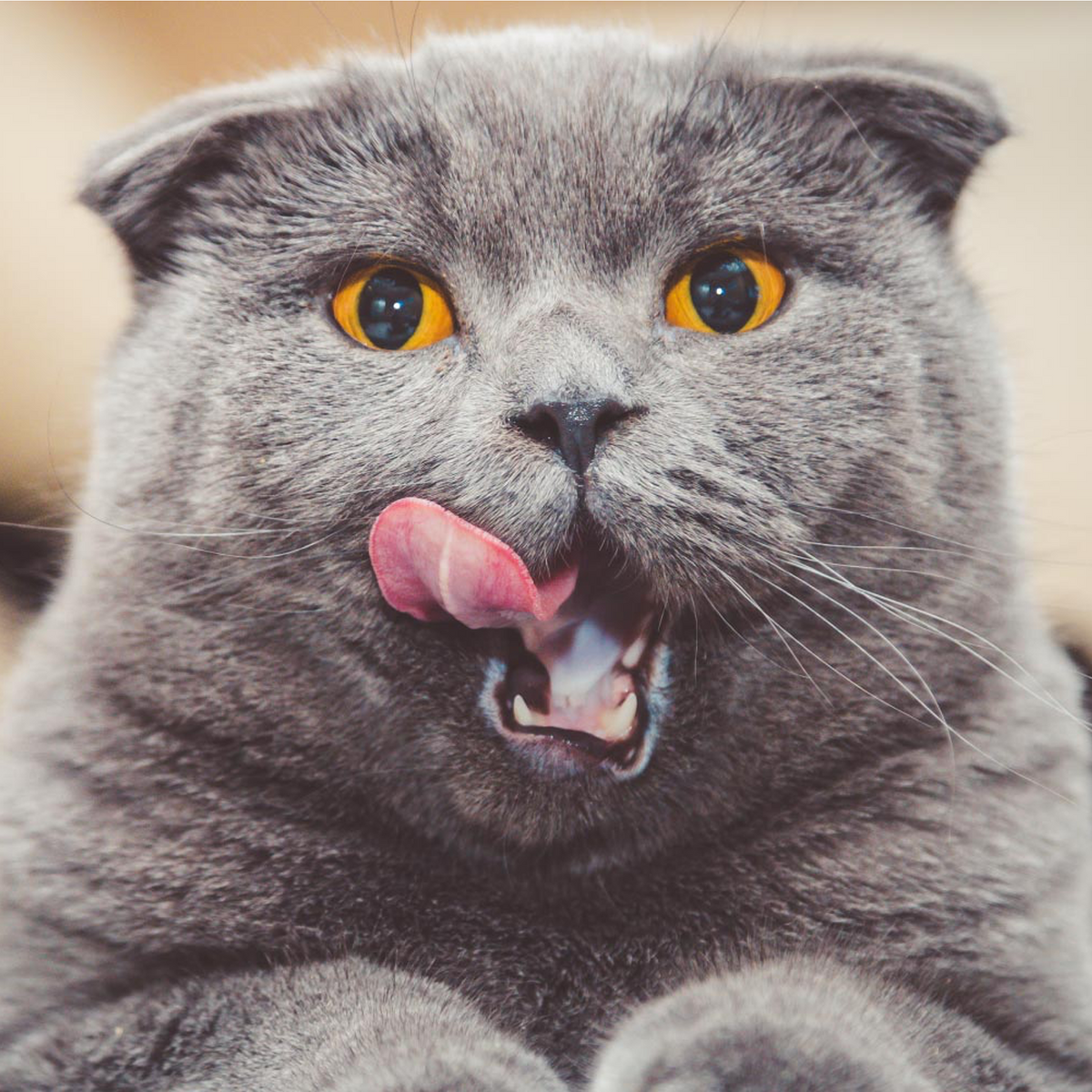 Cat clothing | Shop Cat with fashionunhinged.co.uk