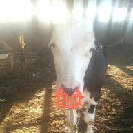 Plastic Cattle Nose Ring (1)1552