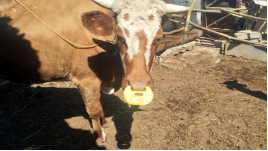 Plastic Cattle Nose Ring (1)1548