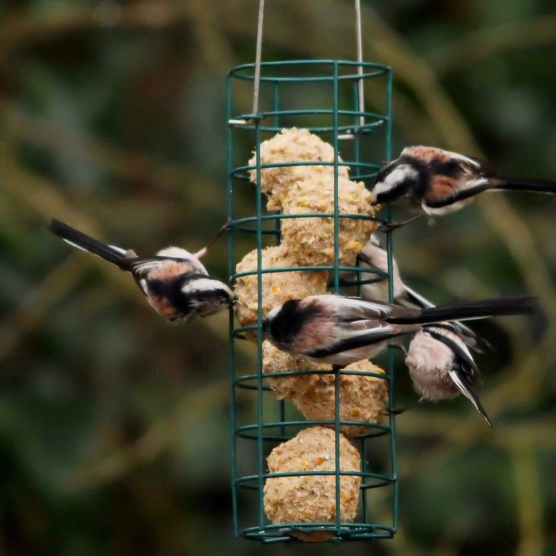 Hog Feeders - Agrifeeds