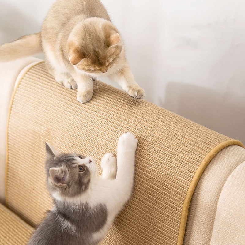 Cats Scratching | Help & Advice | Cats Protection