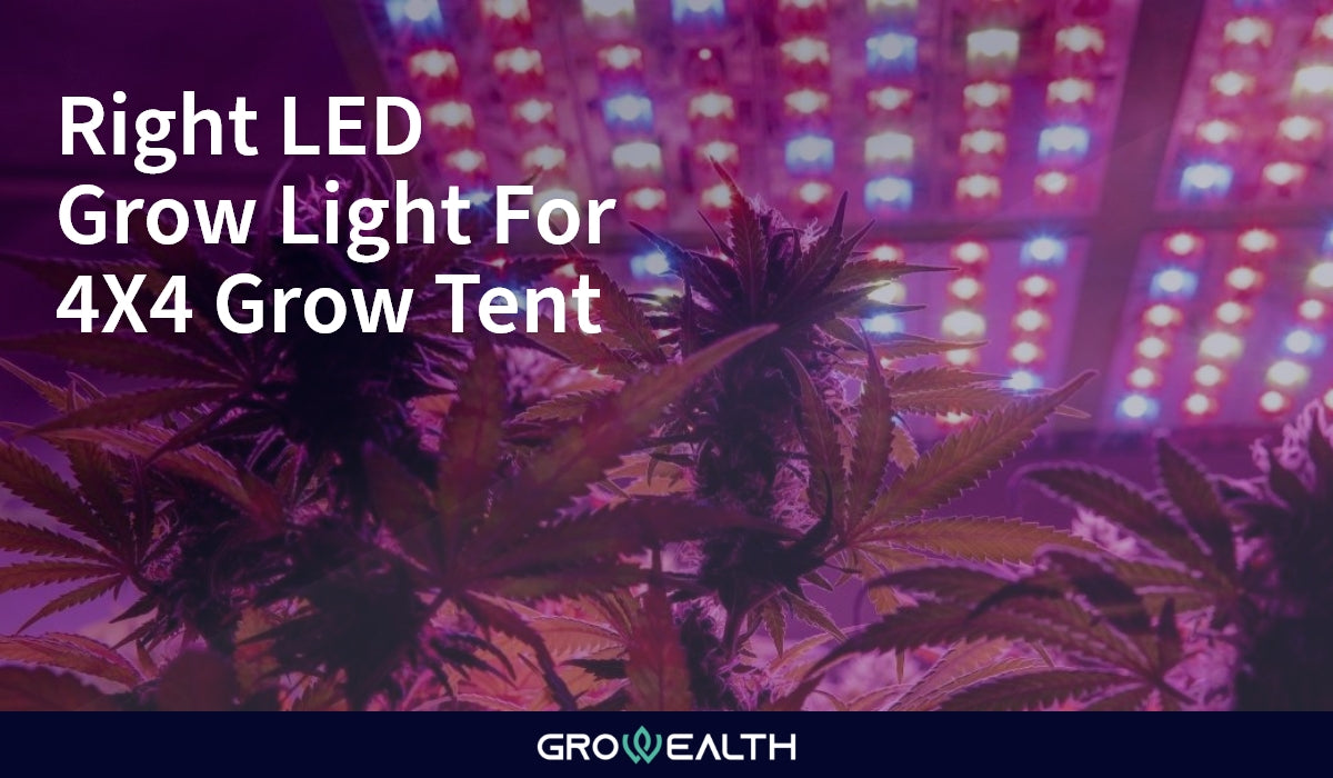 Best Grow Light For 4x4 Tent