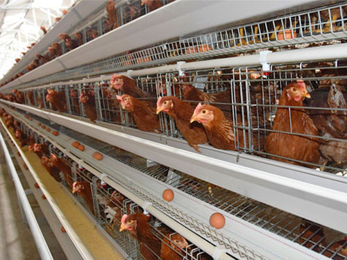 design layer chicken cage broiler chicken battery cage for sale