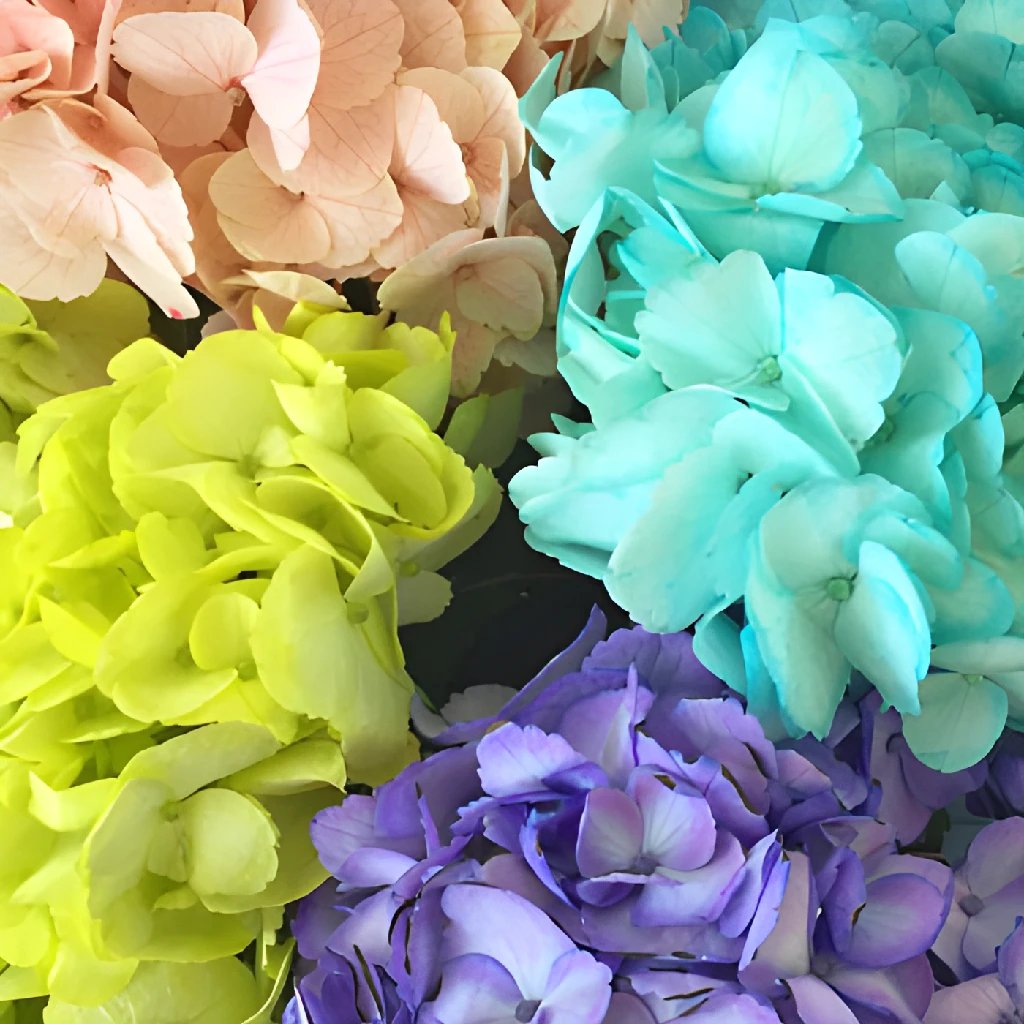 Hydrangeas Presentations on authorSTREAM: Page 1