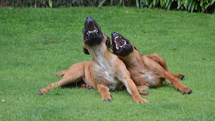 Get Your Pup Wagging Its Tail with Squeaky & Plush Animal-Shaped Chew Toys: Ideal for Teeth Cleaning & Interactivity