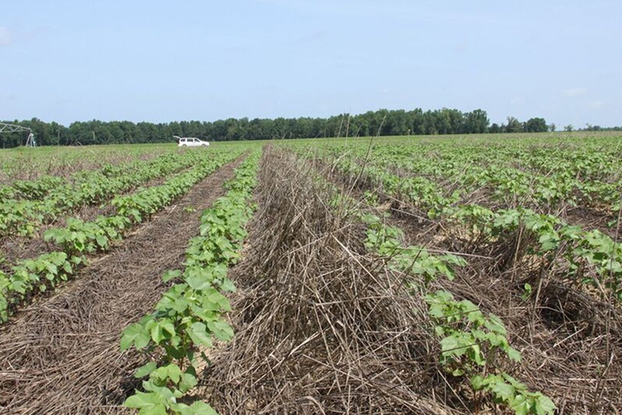 Dicamba Tank mixing with Glyphosate and/or Clethodim Effect on Junglrice Control - UT Crops News