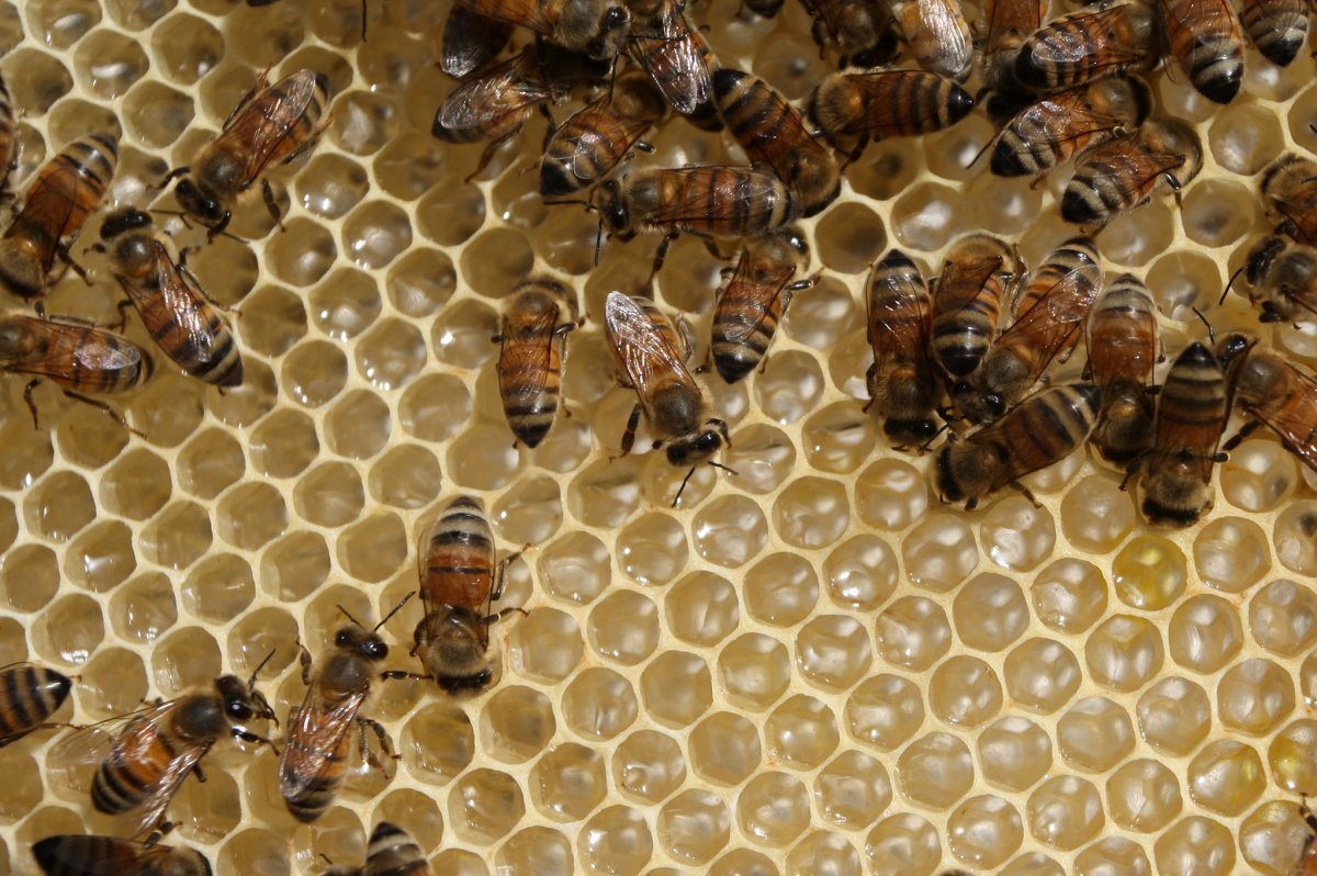 Imidacloprid effects on bees - Wikipedia