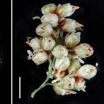Effect of Postemergence Mesotrione Application Timing on Grain Sorghum | Weed Technology | Cambridge Core