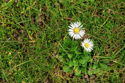 5 Best Broadleaf Weed Killer And Herbicide | How To Use Them