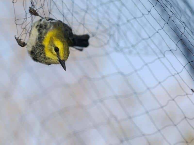 Bird netting - Wikipedia