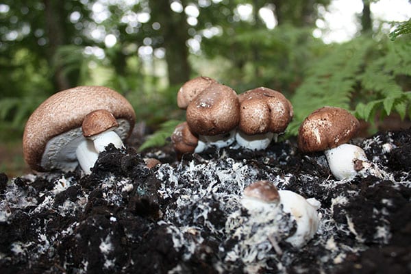 Agaricus Blazei Mushroom