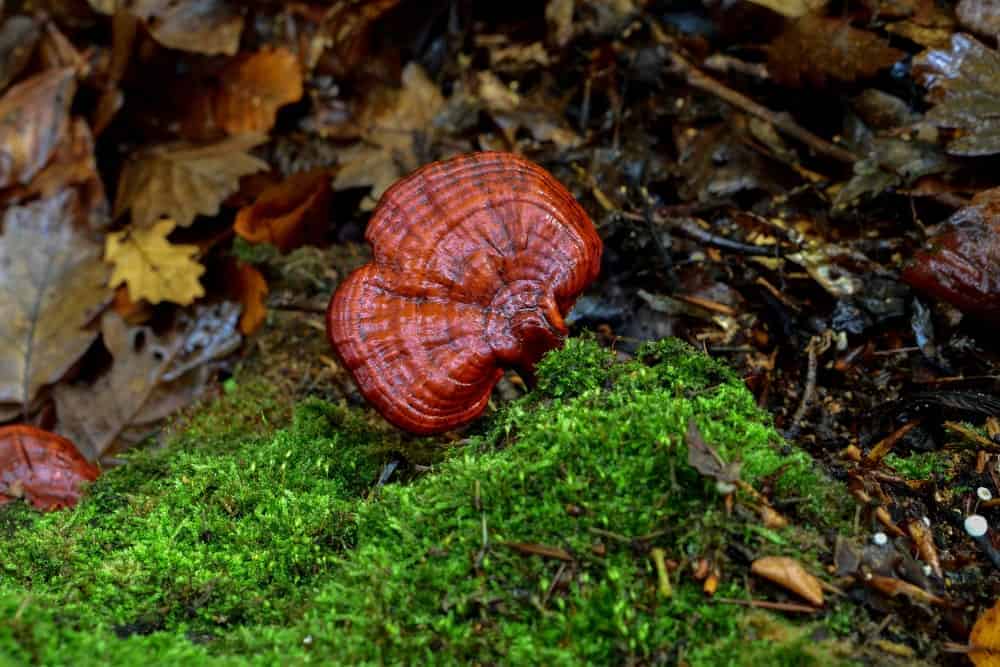 reishi-mushroom-