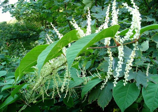 Polygonum cuspidatum | Article about polygonum cuspidatum by The Free Dictionary