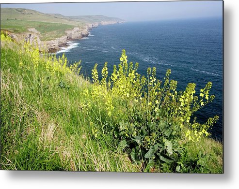 Brassica oleracea var. italica Plenck | Plants of the World Online | Kew Science