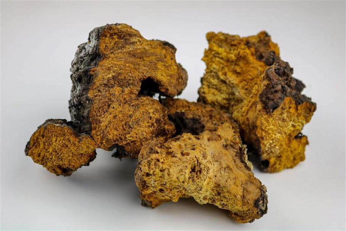 Chaga Mushroom