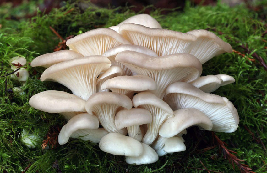 Oyster Mushroom (Pleurotus ostreatus) 1