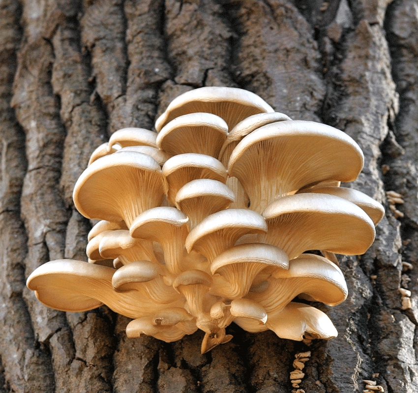 Oyster-Mushroom-Pleurotus-ostreatus-on-tree-trunk