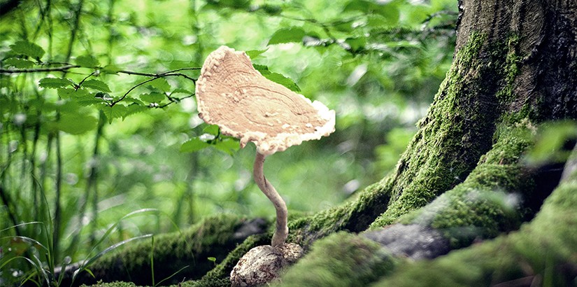 Tiger Milk Mushroom2