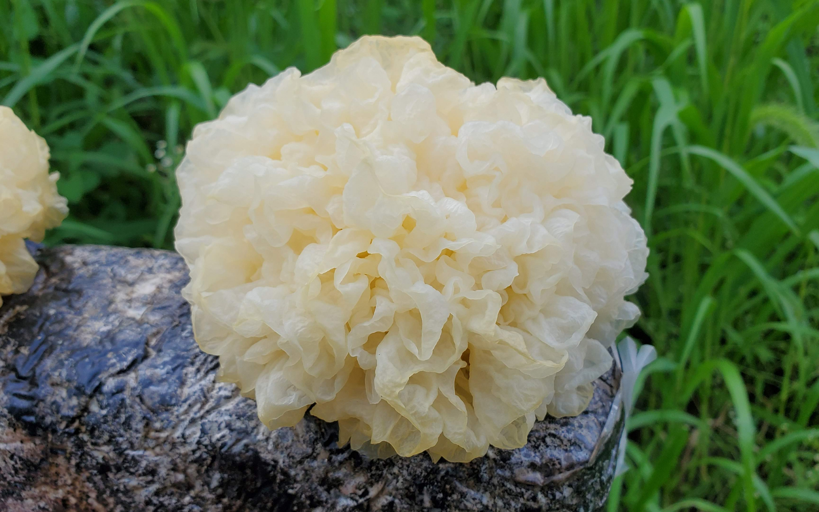 Tremella Fuciformis