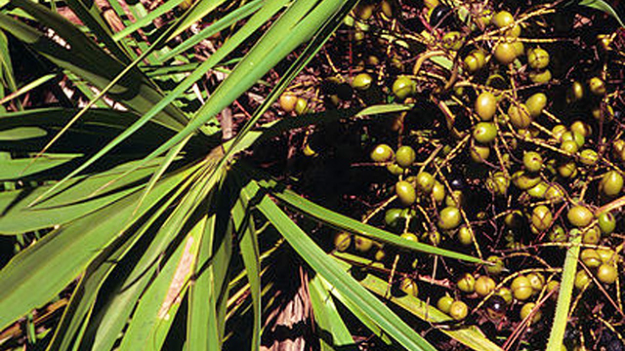 Saw Palmetto | Health Benefits & Uses of Saw Palmetto Extract