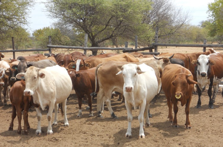 Livestock  NT Government  SecureNT