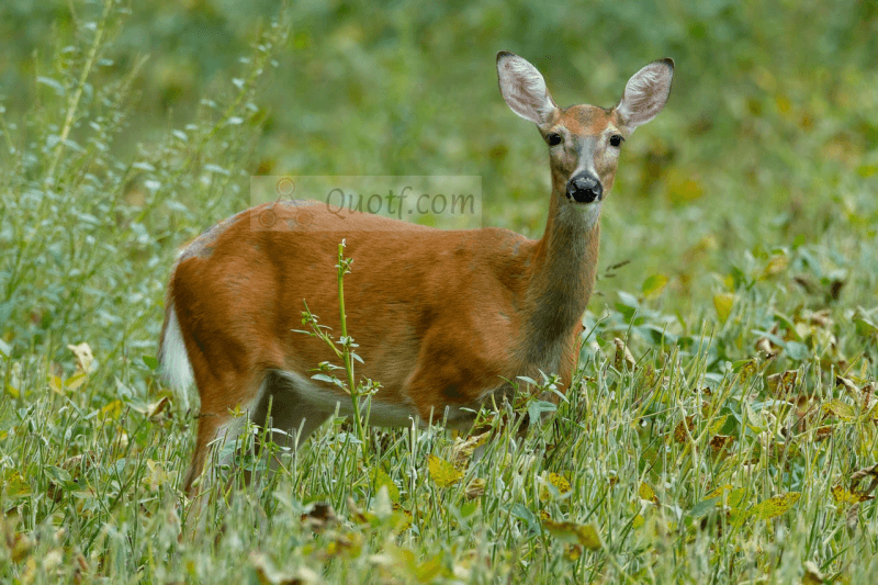 outdoor television - Deer & Deer Hunting | Whitetail Deer Hunting Tips