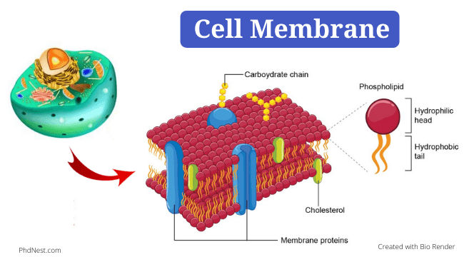 BM Review_Cell Membrane Flashcards | Quizlet