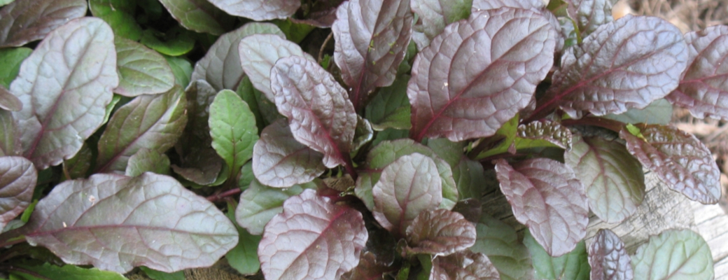 ground cover