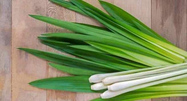 Lemon grass | definition of lemon grass by Medical dictionary