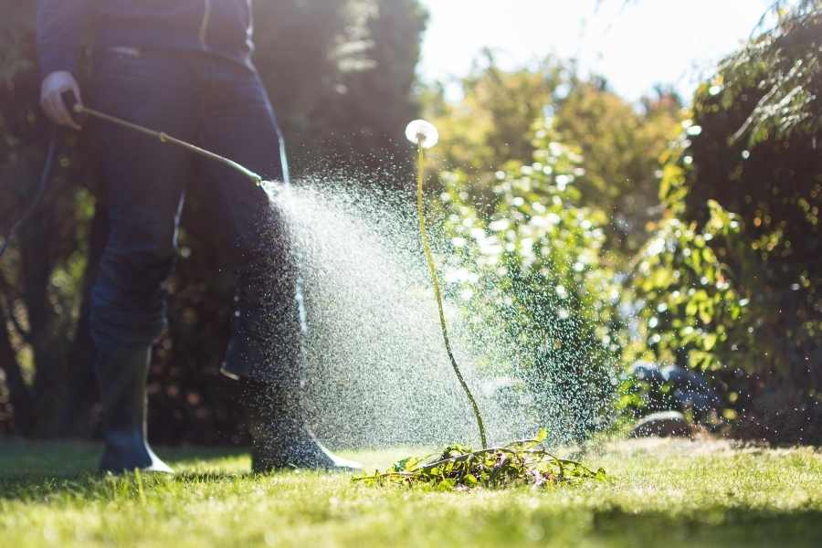 Broadleaf Weed Killer For Lawns Turf Spray Organic Control  Designdriven