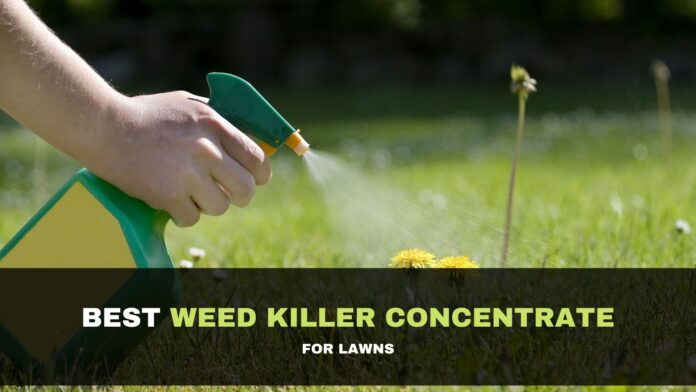Terrific Weed Killer For Lawns Weed Killer Lawn Weed Killer Safe For Trees  Meupalanque.com