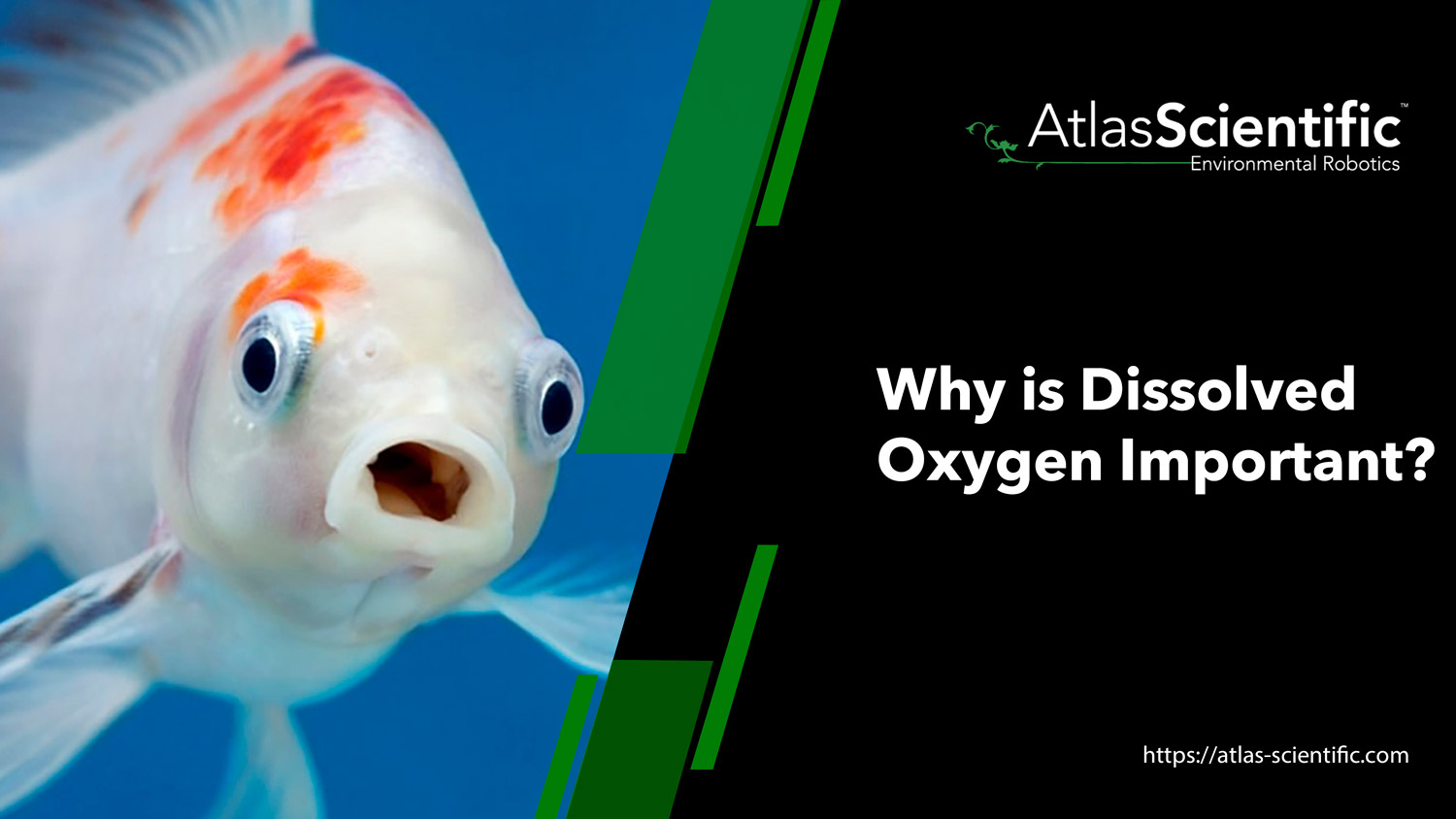 Dissolved Oxygen