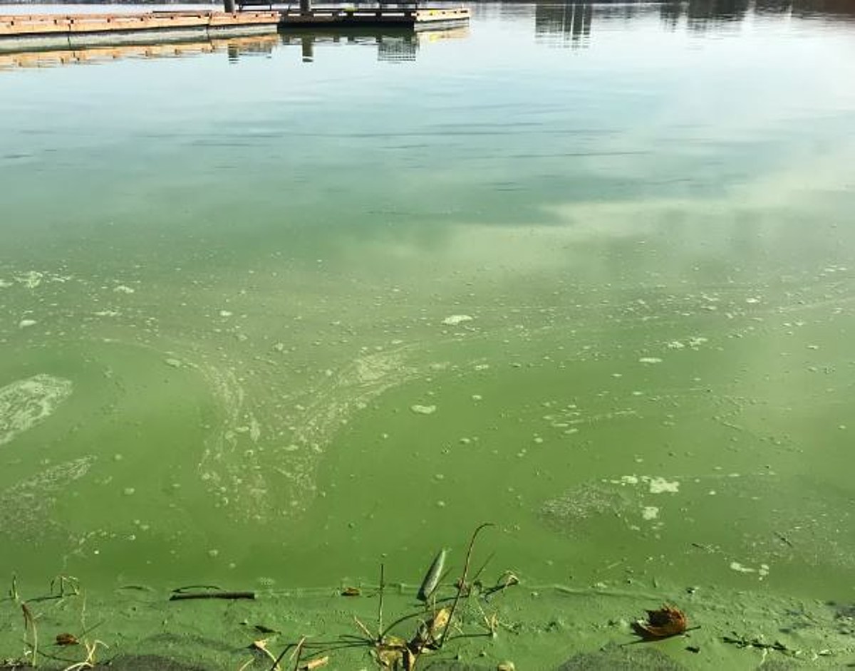 Blue Green Algae - Aquaread
