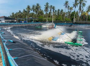 Shrimp And Fish Farming1