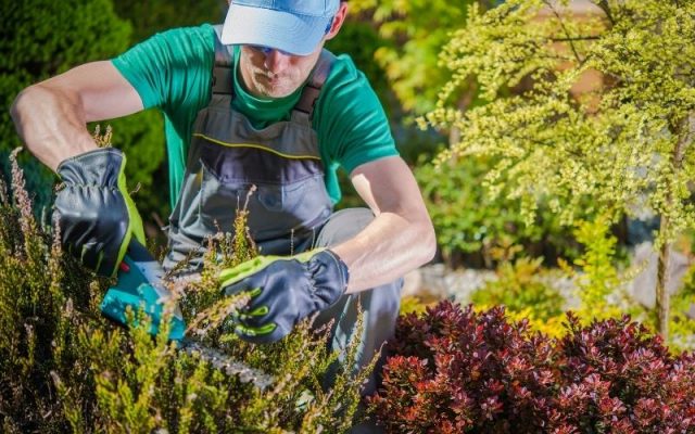 Why Is Gardening Good For The Environment?