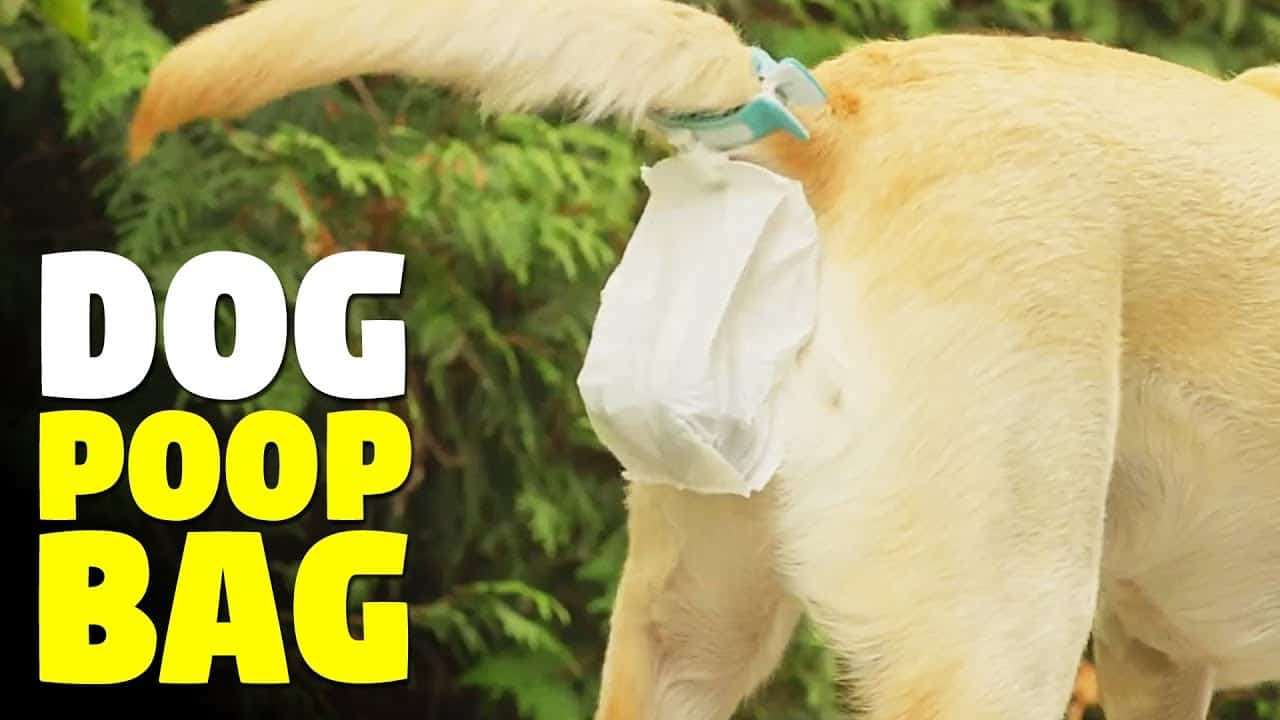 <a href='/dog-poop-bag/'>Dog <a href='/poop-bag/'>Poop Bag</a></a>s With Handles | Trend Bags