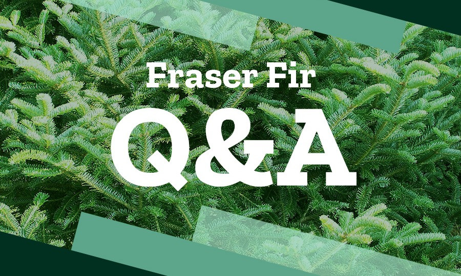 Fraser Fir | Wholesale Christmas Trees