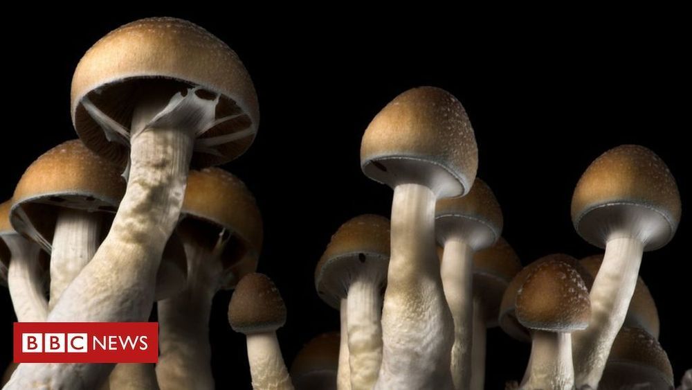 magic mushroom cultivation Archives  | Magic Mushrooms Shop Blog