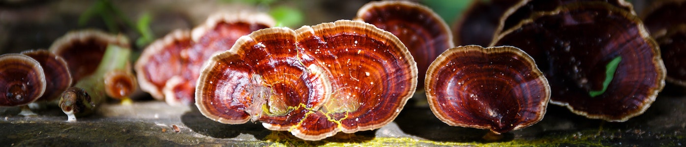 Mycodog Announces New <a href='/medicinal-mushroom/'>Medicinal Mushroom</a> Tinctures For Pets'...
| MENAFN.COM