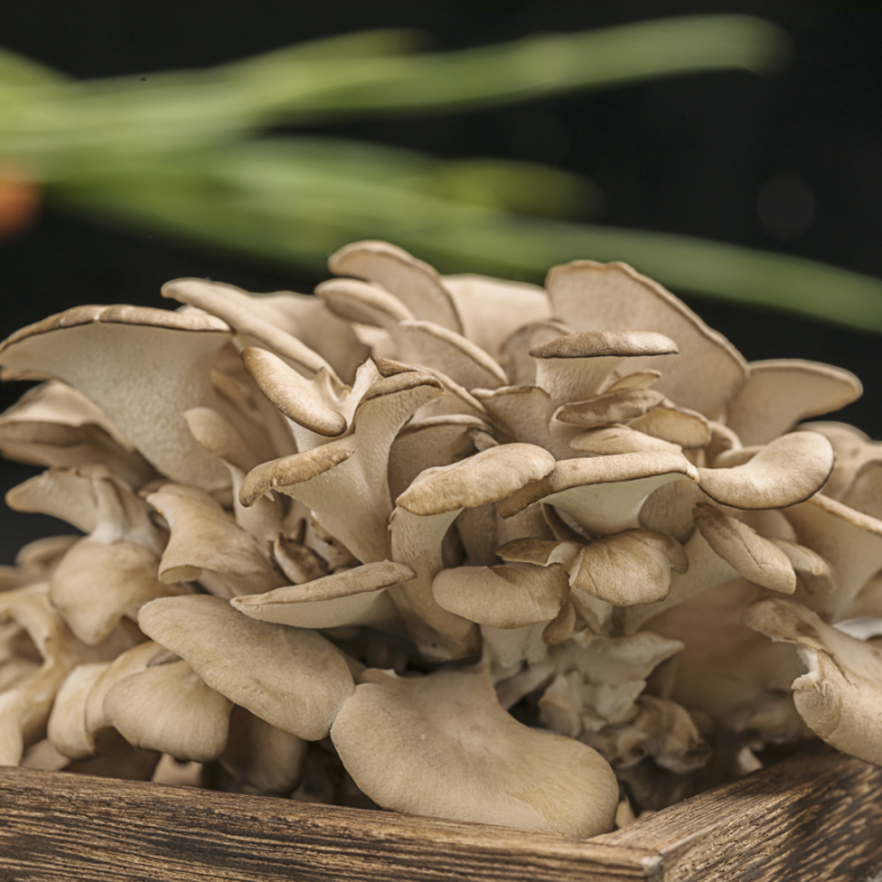 Maitake Mushroom Factory: Rare <a href='/edible-fungus/'>Edible Fungus</a> with Medicinal Benefits