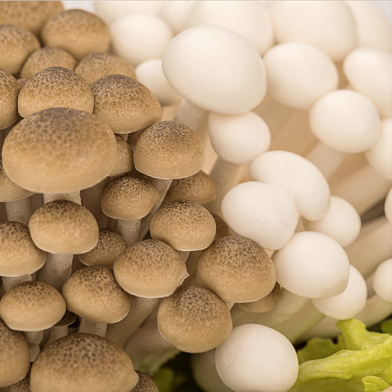 Premium White & <a href='/brown/'>Brown</a> Shimeji Twins Mushrooms | Factory-Fresh in Punnet