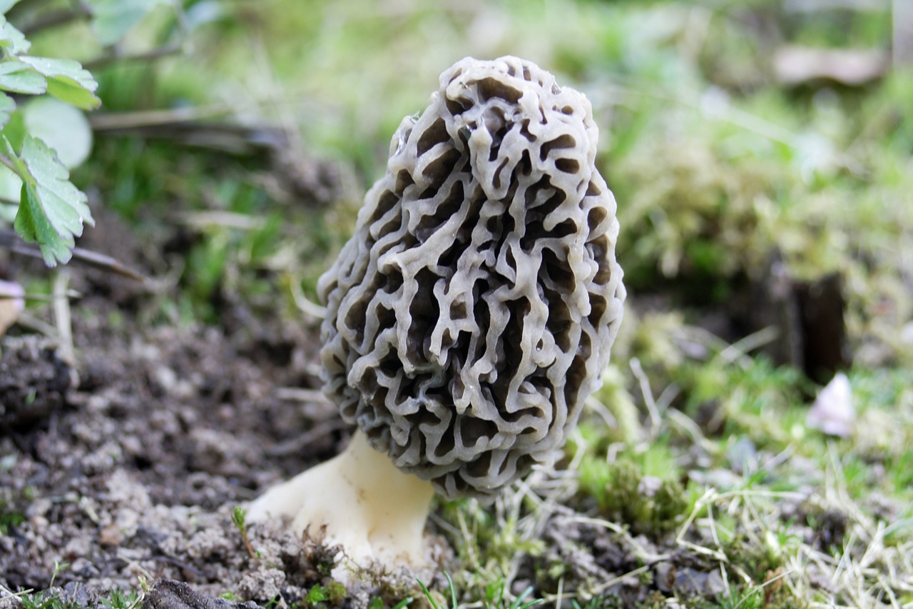 morel | shady morels