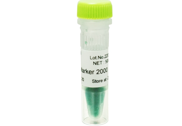 Quality 2000bp DNA Ladder | Factory <a href='/direct/'>Direct</a> Pricing