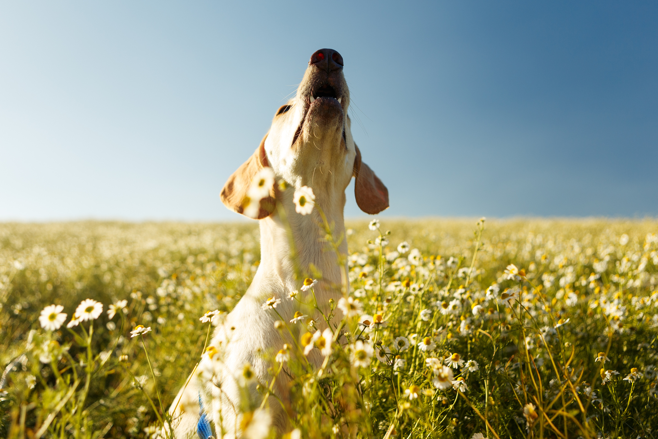 dog dish - Howl