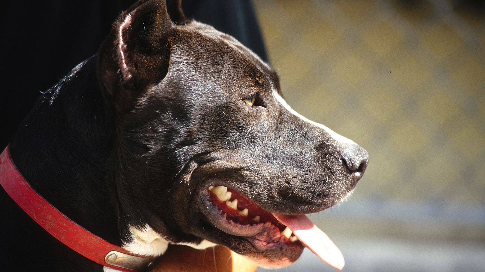 Snoutless, severely abused pit bull gets new nose - CBS News