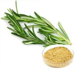 Lowest Price for High Quality Radix Dichroae Powder - Rosemary Extract, Rosmarinic acid, Carnosic acid, Rosmarinus Officinalis Extract  JLEXTRACT - China JL Extract