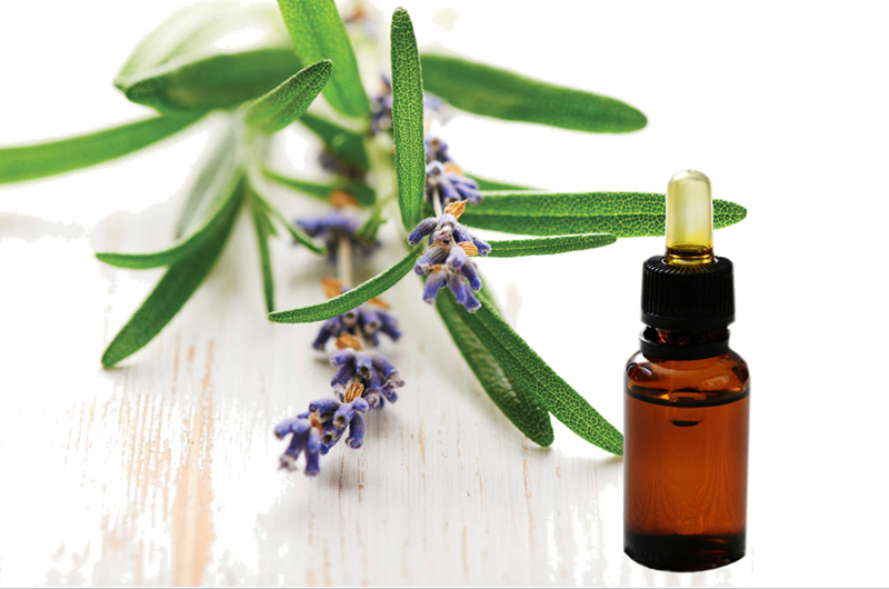 <a href='/pure-rosemary-essential-oil/'>Pure <a href='/rosemary-essential-oil/'>Rosemary Essential Oil</a></a> from Factory: 100% Natural & Organic